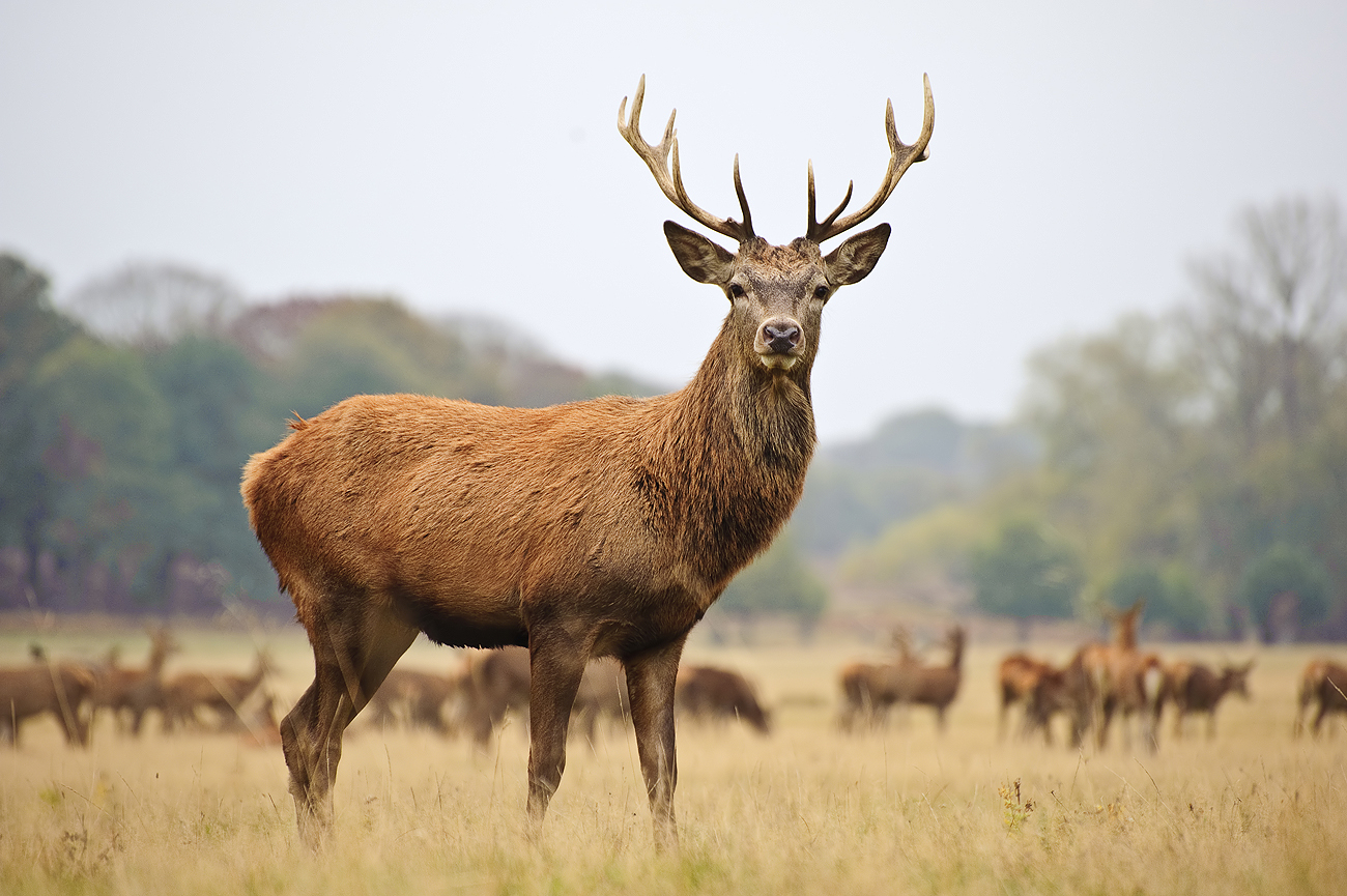 croatie-chasse-et-p-che-gibier